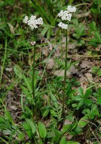 Valeriana dioica subsp. dioica