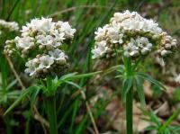 Valeriana dioica subsp. dioica