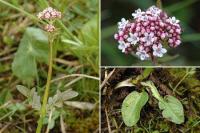 Valeriana dioica subsp. dioica