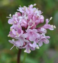 Valeriana tuberosa