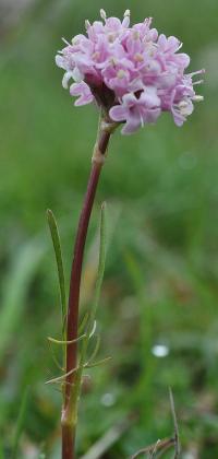 Valeriana tuberosa
