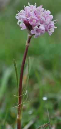 Valeriana tuberosa