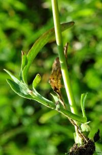 Valeriana tuberosa