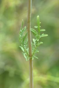 Centranthus calcitrapae subsp. calcitrapae