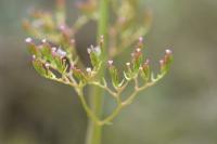 Centranthus calcitrapae subsp. calcitrapae