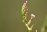 Centranthus calcitrapae subsp. calcitrapae