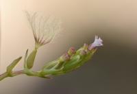 Centranthus calcitrapae subsp. calcitrapae