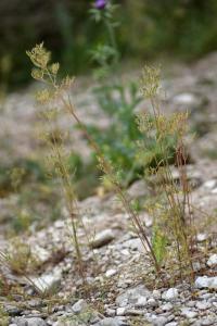 Centranthus calcitrapae subsp. calcitrapae