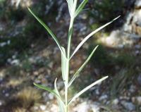 Centranthus lecoqii