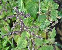 Urtica membranaceae