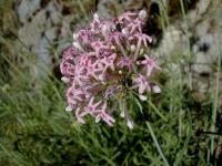 Centranthus lecoqii