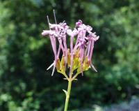 Centranthus lecoqii