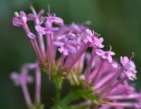 Centranthus ruber subsp. ruber