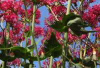 Centranthus ruber subsp. ruber