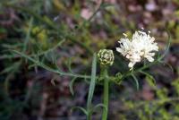 Cephalaria leucantha 