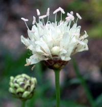 Cephalaria leucantha 