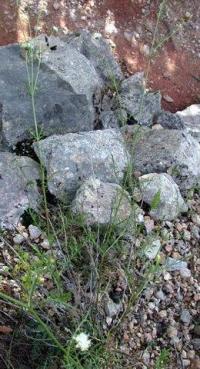 Cephalaria leucantha 
