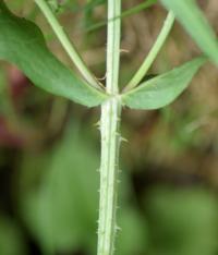 Dipsacus fullonum