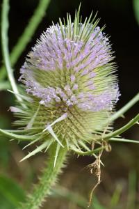 Dipsacus fullonum