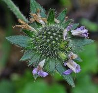 Knautia arvernensis