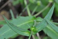 Knautia arvernensis