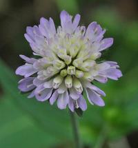 Knautia arvernensis