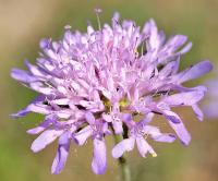 Knautia arvensis