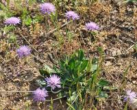 Knautia arvensis