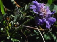 Scabiosa columbaria