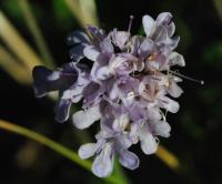 Scabiosa columbaria