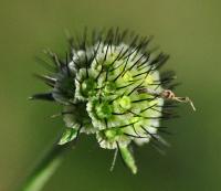 Scabiosa columbaria