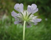 Lomelosia graminifolia 