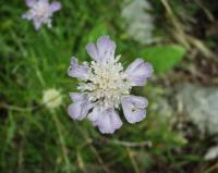 Lomelosia graminifolia 