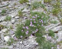 Lomelosia graminifolia 