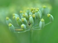 Eupatorium cannabinum subp. cannabinum