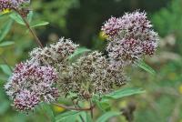 Eupatorium cannabinum subp. cannabinum