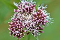 Eupatorium cannabinum subp. cannabinum