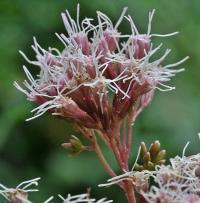 Eupatorium cannabinum subp. cannabinum