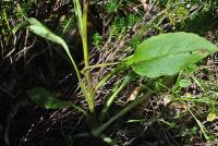 Solidago virgaurea