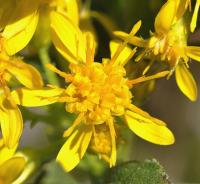 Solidago virgaurea