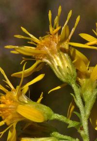 Solidago virgaurea