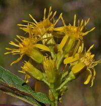 Solidago virgaurea