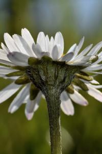 Bellis perennis