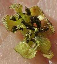 Juglans regia