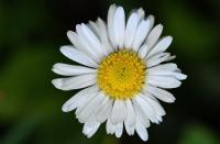 Bellis perennis