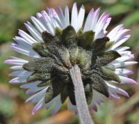 Bellis sylvestris