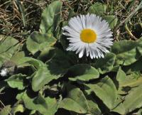 Bellis sylvestris