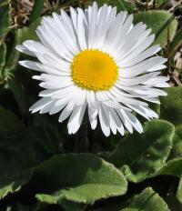 Bellis sylvestris