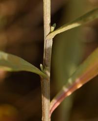 Aster tripolium