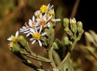 Aster tripolium